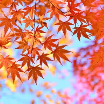 本日より福袋予約開始 Sensounico